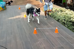 20190331_152817-copia