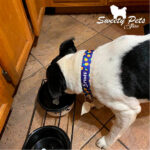 Collar identificacion para perro y gato – diseños de PIÑAS – ropa y accesorios para mascotas El Salvador – Sweety Pets Store