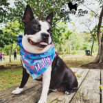 Bandana para perrito o gatitos – diseño Marino – ropa y accesorios para perro el salvador – Sweety Pets